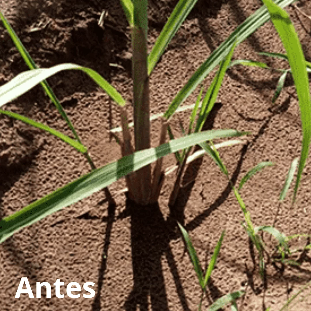 Volumoso XGOLD + Pasto - Image 2