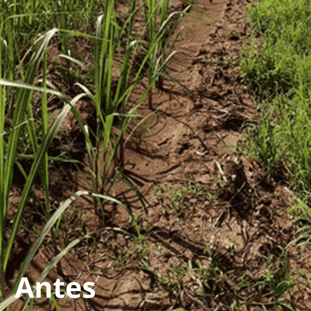 Volumoso XGOLD + Pasto - Image 4