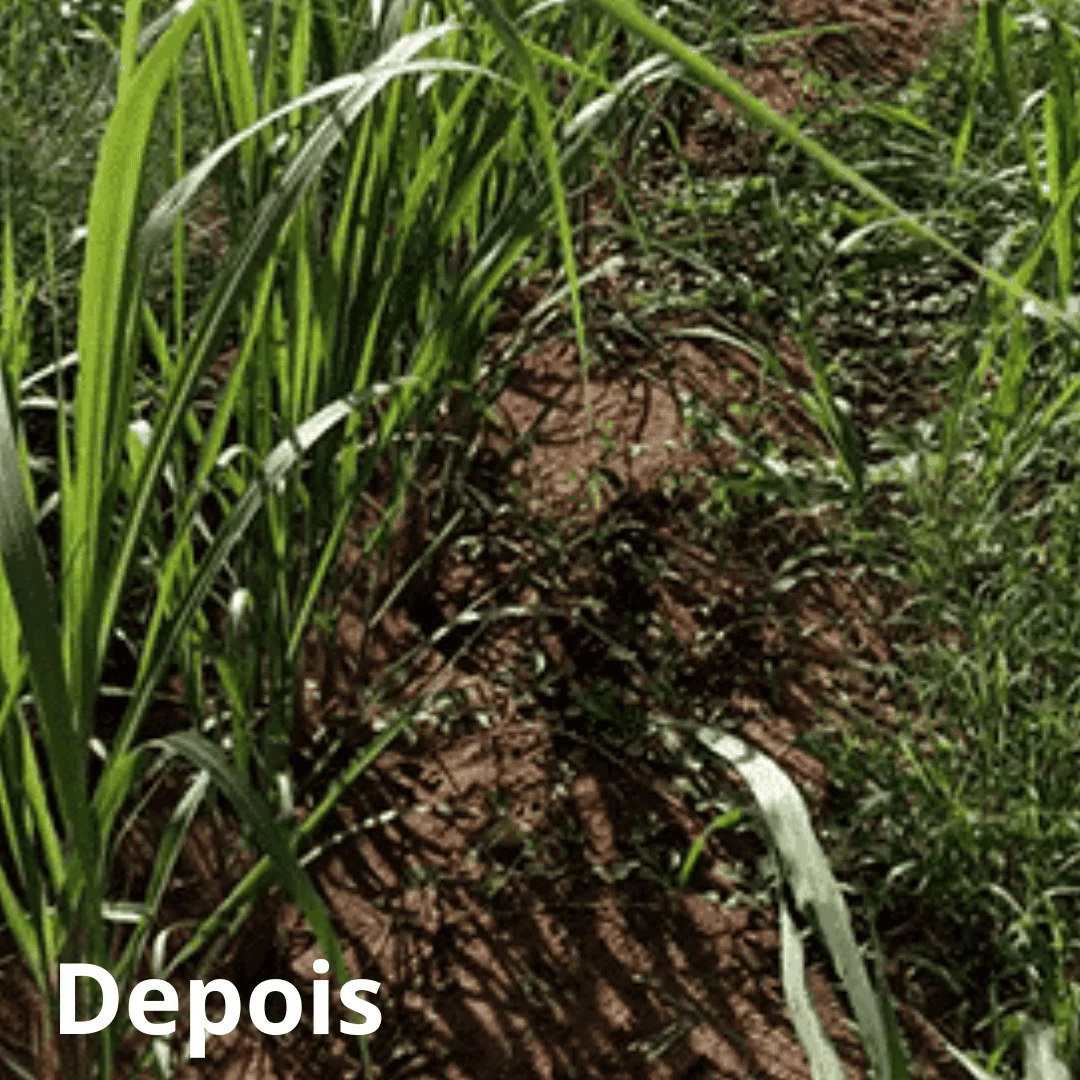 Volumoso XGOLD + Pasto - Image 5