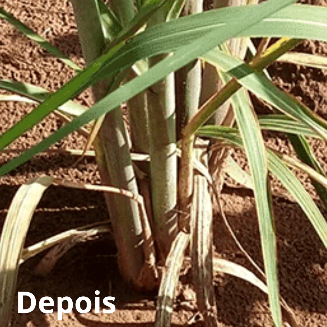 Volumoso XGOLD + Pasto - Image 3